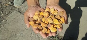 арахис соленый жаренный: Продаю Баткенский өрүк Кандек өрүк Чистый 100% — 2