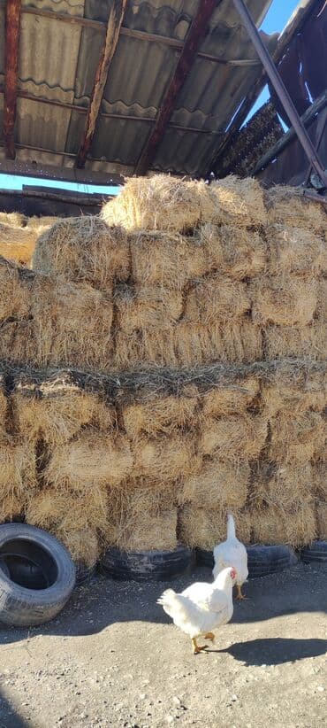 Собаки: Клевер в тюках - Прессованные прямоугольные тюки, аккуратная укладка — 1