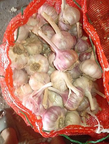 продам мясо: Чеснок Оптом — 1