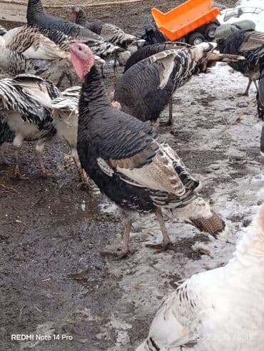 Ветеринар кызматы: Сатам | Эркек күрп | Аргын | Союуга | Асыл тукумдуу — 5