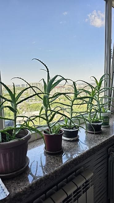 aloe: Целебный хороший алоэ 3 года! с детками Неприхотлив в уходе. Яркий — 1
