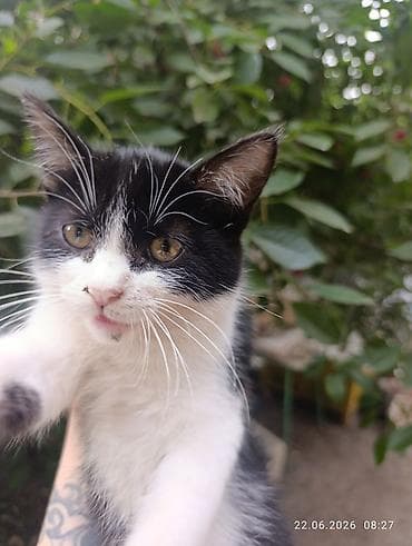 Животные: Котята, домашние Описание: Отдам в добрые любящие руки. - На выбор — 6