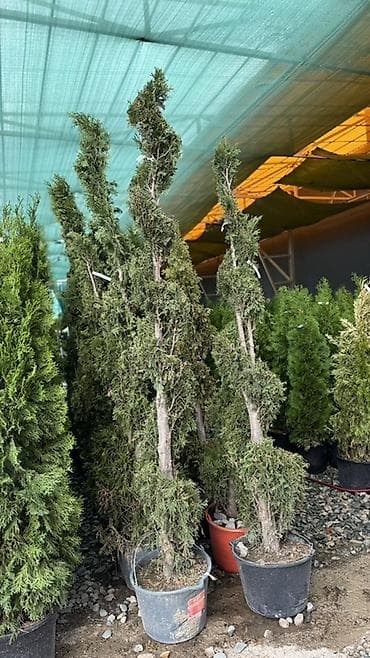 Цена: договорная Саженцы декоративных деревьев и кустарников в