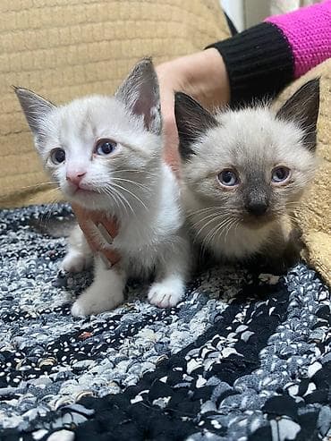 продаю сфинкса: В Продаже Породные котята окраса колор-пойнт (сиамоидного типа) — 1