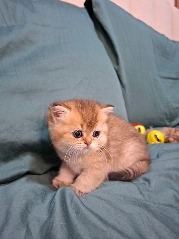 Продажа кошек: Скотиш Страйт (Шотландская прямоухая), 2 месяца, Девочка, Золотая шиншилла — 2