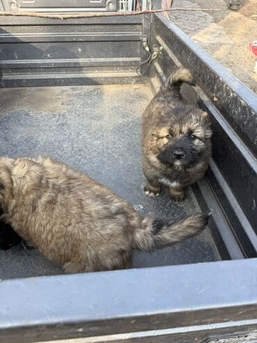 продам щенка овчарки: Щенки Кавказкой овчарки.больше месяца. Прививка еще не сделано — 1