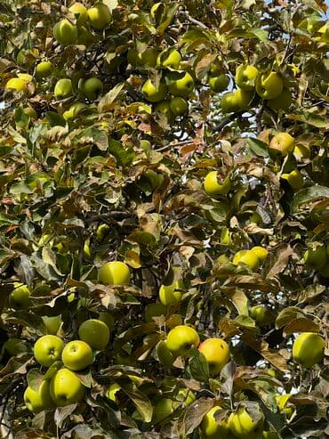 дом для кур: Яблоки Голден, Оптом — 2