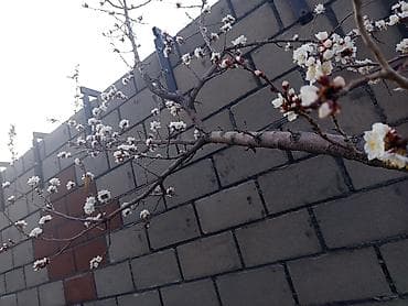 кангал цена: Куплю щенка среднего размера до 1500 пол любой подойдёт девочка или — 1