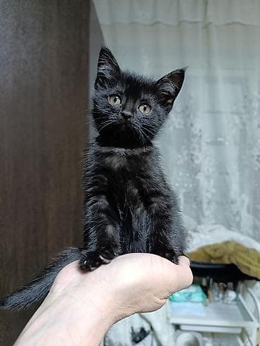 Котята. Ищем добрые ответственные ручки. Котятам скоро 2 месяца