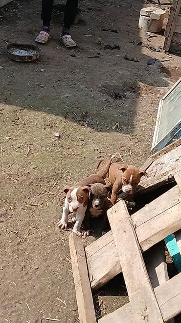 куплю домашнее животное: Щенки, похожие на американских питбультерьеров/стаффордов. - Возраст — 6