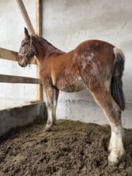 седло спортивное: Продаю | Жеребенок | Рабочий — 7