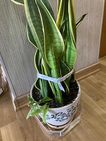 драцены: Комнатные растения в декоративных кашпо (на фото два экземпляра). 1) — 1