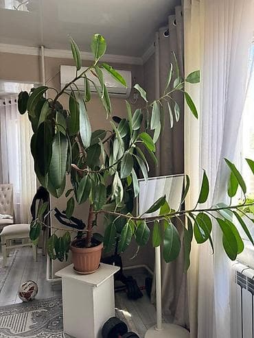 фикус каучуконосный цена: Большой фикус каучуконосный (Ficus elastica) в напольном горшке — 2