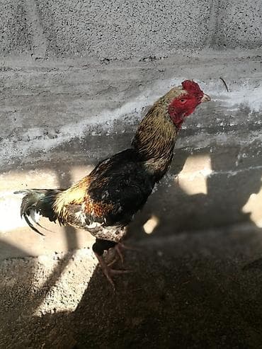 ысык куле: Инкубационные яйца домашней птицы - Яйца от бойтцового порода дакан — 3