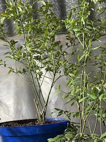 поделки на осень: Саженец голубики сорт с крупными гроздьями ягод - Тип: садовый — 3