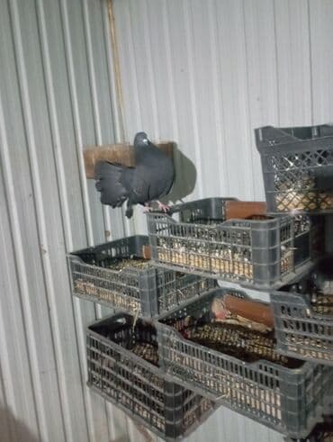 декоративный кролик: Голуби декоративные и летные, разные масти: - белые, черные, сизые — 1