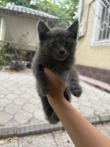 Кошки: Котёнок серого окраса . Отдам в добрые руки - Пушистый — 3