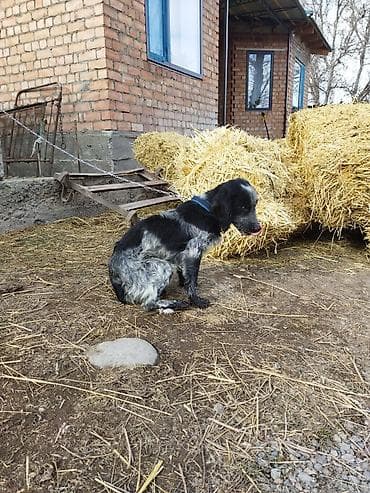 щенок спаниеля купить: Порода: собака мелкого/среднего формата, тип спаниеля. Окрас — 6