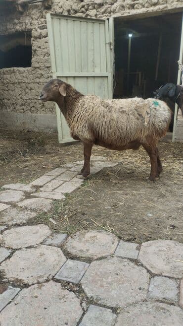 индюк живой: Продаю | Овца (самка) | Для разведения | Матка — 1