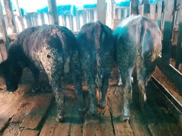 откормленные быки: Продаю | Бык (самец) | На откорм — 1