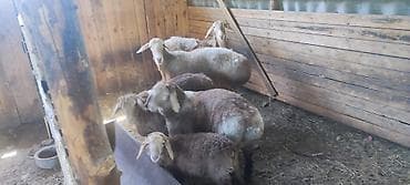 животные купить: Продаю | Овца (самка) | Для разведения | Матка — 9