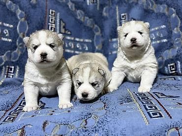 Услуги ветеринара: В продаже, щенки Хаски для раннего бронирования Д/Р 25/01/26. Помёт из — 1