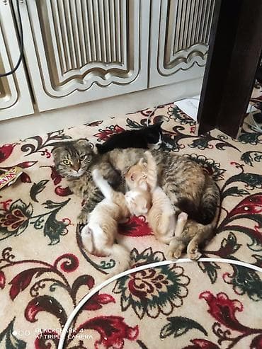 кошки лысые: Шотландская вислоухая кошка с котятами - Порода: шотландская — 3