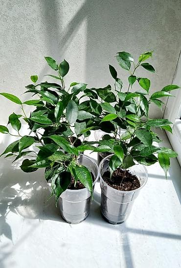 цветы фикусы: ФИКУС Продаю ФИКУСЫ В каждом стаканчике по 3–4 веточки: хорошо — 5
