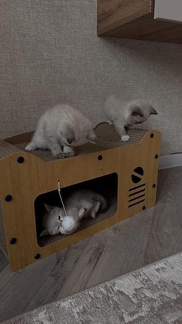 scottish fold: Котята с голубыми глазами, окрасы поинт/сил-поинт. На фото — игривые — 4