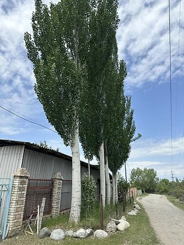рабочи городок: Тополь на стройматериал 7 Корней. Самовывоз. Тополя пирамидальные — 1