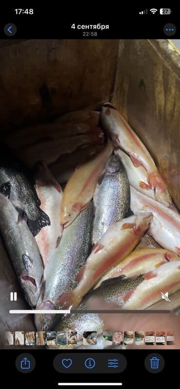 купить аквариум для рыбок недорого: Жаңы кармалган — 3