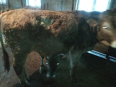 Айыл-чарба жаныбарлары: Сатам | Бука (эркек) | Аргын | Бордоп семиртүү үчүн | Байланган — 7