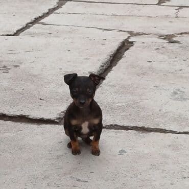 бекер кучук: Продаются щенки той терера возраст 2 месяца 2 мальчика,2 девочки — 6