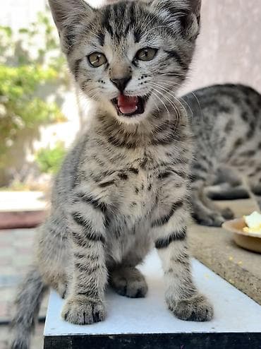 Котёнок тигрового окраса - Порода/тип: домашний короткошёрстный