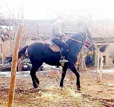 продаю кон: Продаю | Жеребец | Рабочий — 2