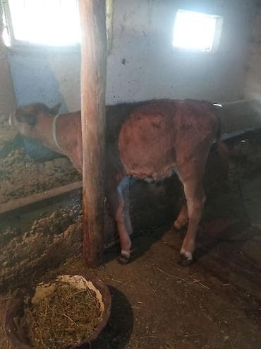 торпок телка: Продаю | Тёлка | На откорм | Привязанные — 3