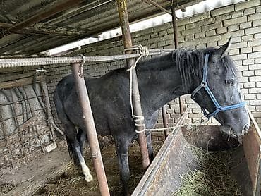 лошади аренда: Продаю | Конь (самец) | На забой, Для разведения, Рабочий — 1