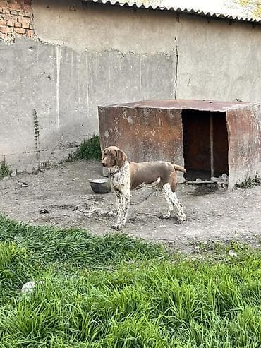 мышык кичинекей: Порода: легавая (короткошёрстная, коричнево-пегий окрас). Назначение — 2