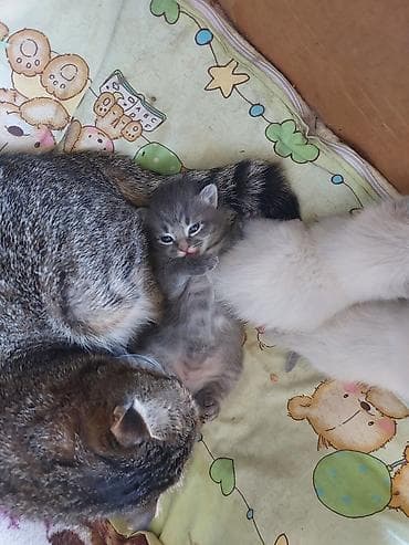Отдам даром кошку: Котята, помет из 3 малышей. полукровки у одной уши как у мамы вислые — 6