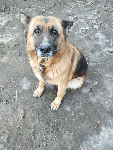 ппревозки собак: Немецкая овчарка, 3 года, Самка — 4