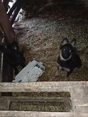 собаки бишкек: Авчарка кучуктор 3-жарым ай болду прививкаланган 2-ургачы Кучук калды — 3