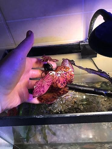 рыба кои: Нимфея тигровая (Nymphaea lotus ‘Red’) для аквариума - Яркая — 1