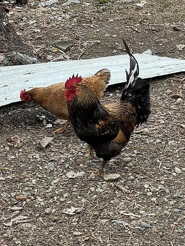 петух купить: Продаю | Петух | Для разведения — 5