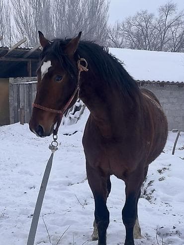 Продаю | Жеребец | Полукровка | Для разведения | Племенные at lalafo.kg Продаю | Жеребец | Полукровка | Для разведения | Племенные