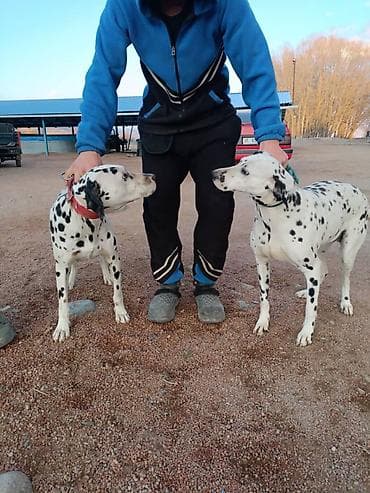 каракол животных: Продаю пара далматинов кабель и сука возраст 2 года очень умные собаки — 1