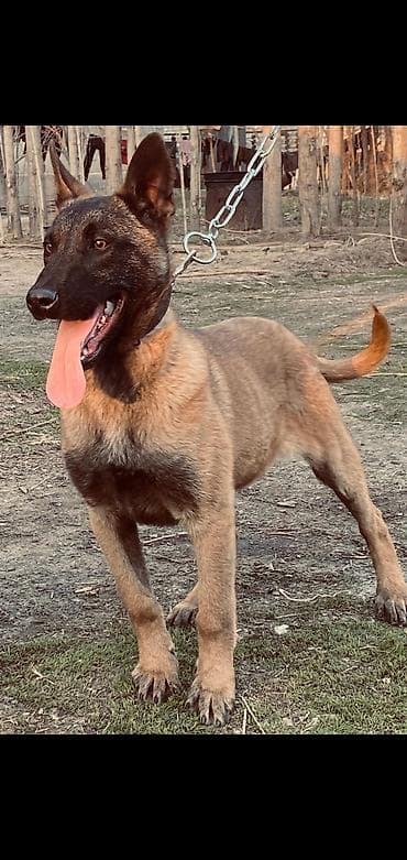 сколько стоит алабай: Бельгийская овчарка (малинуа) — молодой активный кобель. 4 месяц в — 2
