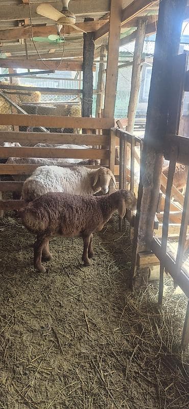 меринос шерсть: Продаю | Овца (самка), Ягненок, Баран (самец) — 7