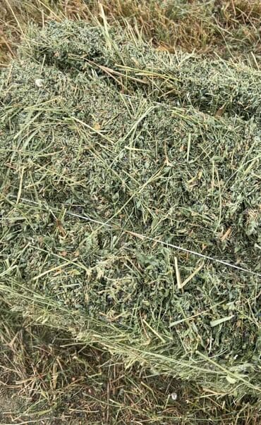 сколько стоит баран: Продаю тюки в количестве 700 шт 3 укос Тюк сатылат 700 даана 3 — 5