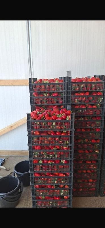 бумажные пакетики: Пластиковый Ящик — 3