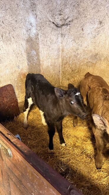 Собаки: Продаю | Тёлка | Швицкая | Для молока — 5